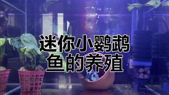 迷你鸚鵡魚繁殖后如何護理（迷你鸚鵡魚繁殖后護理的一些建議）