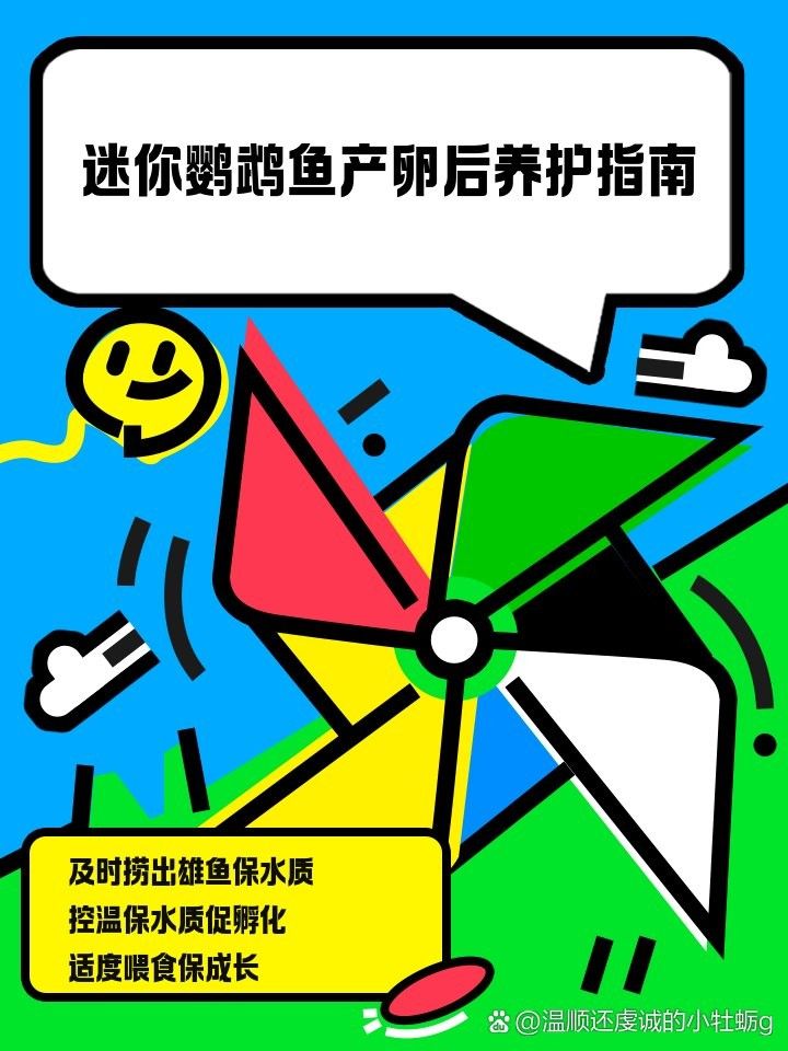 迷你鸚鵡魚繁殖后如何護理（迷你鸚鵡魚繁殖后護理的一些建議）