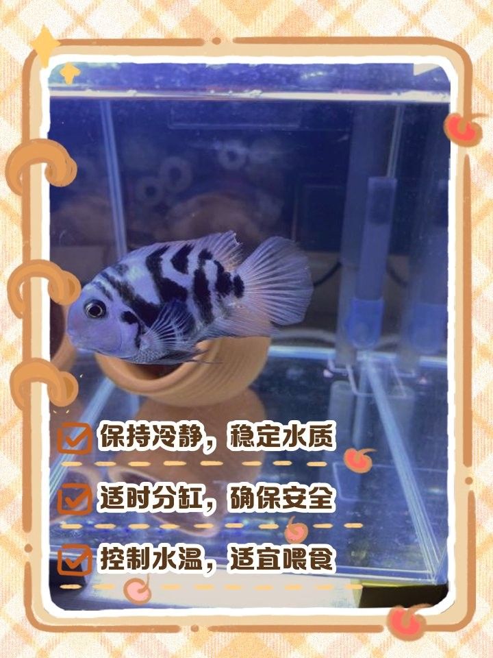 迷你鸚鵡魚繁殖后如何護理（迷你鸚鵡魚繁殖后護理的一些建議）