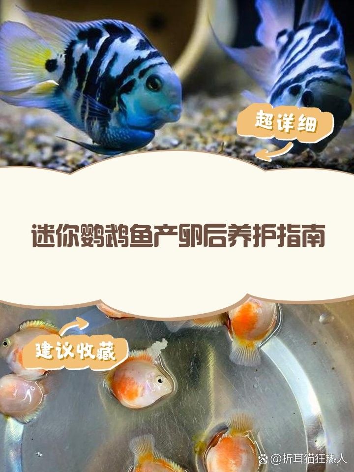 迷你鸚鵡魚繁殖后如何護理（迷你鸚鵡魚繁殖后護理的一些建議）