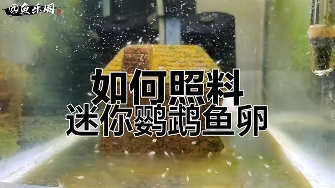 迷你鸚鵡魚繁殖后如何護理（迷你鸚鵡魚繁殖后護理的一些建議）