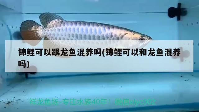 什么是火龍魚（什么是火龍魚的圖片）（什么是火龍魚）