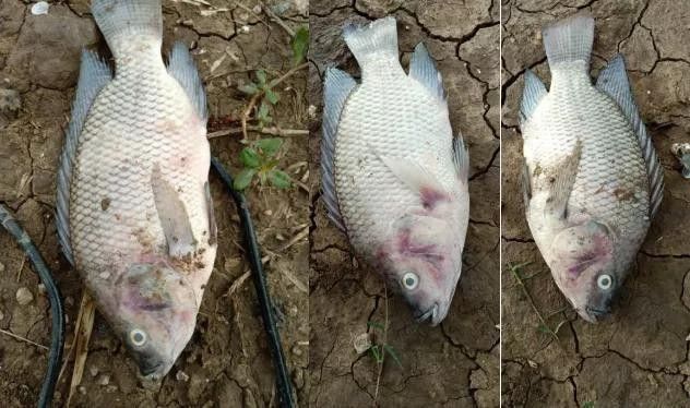 泰國鯽魚吃龍魚屎會死嗎（泰國鯽魚會因為吃龍魚的糞便而死亡嗎？）