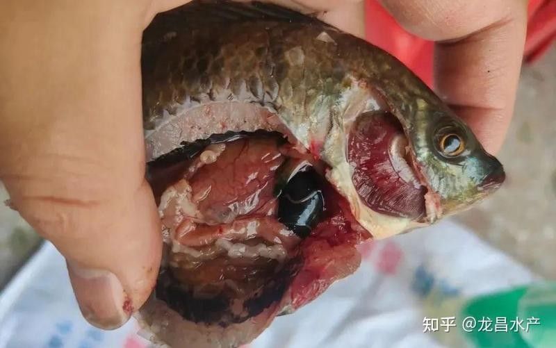 泰國鯽魚吃龍魚屎會死嗎（泰國鯽魚會因為吃龍魚的糞便而死亡嗎？）