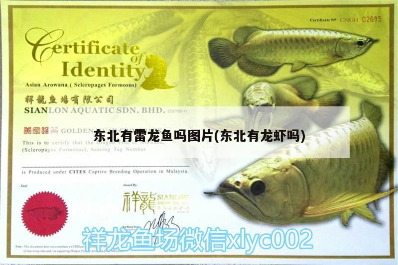 東北有雷龍魚嗎圖片(東北有龍蝦嗎)（東北有雷龍魚嗎）