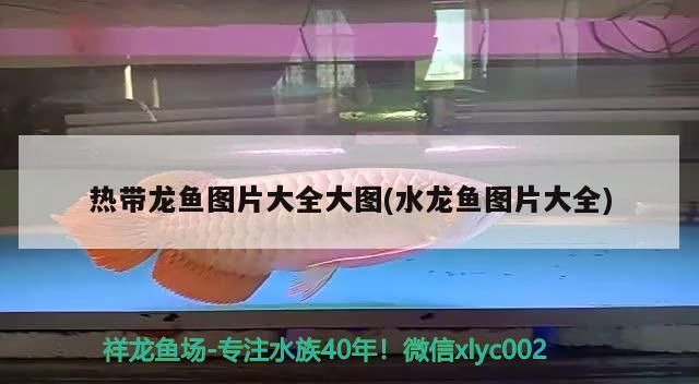 熱帶龍魚圖片大全大圖(水龍魚圖片大全)（熱帶龍魚圖片大全）