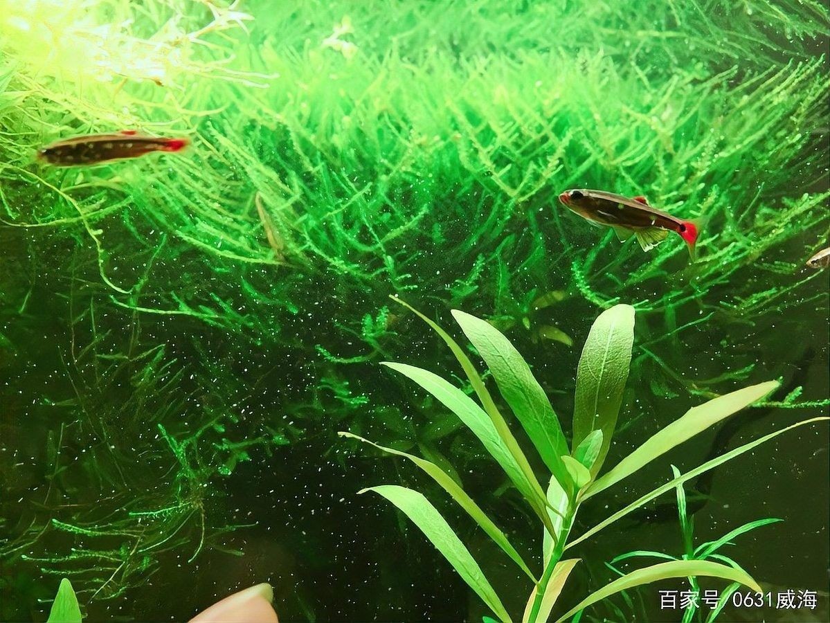 跳缸后如何護理虎皮恐龍魚？（皮恐龍魚跳缸救活后幾天能恢復這份「復健」指南）