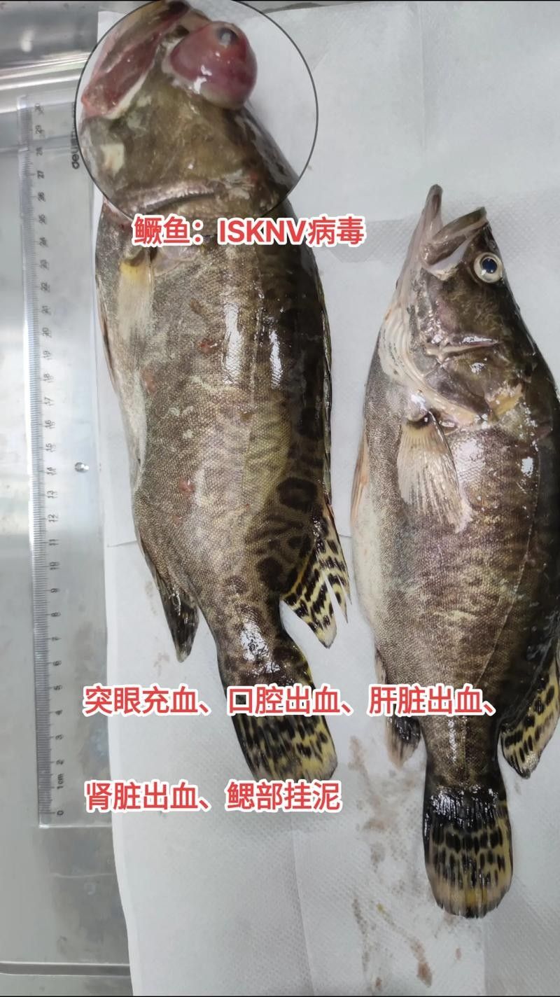 林園持有金龍魚的倉位占比是多少？（園持有金龍魚的倉位占比是林園持有金龍魚的倉位占比為1%）