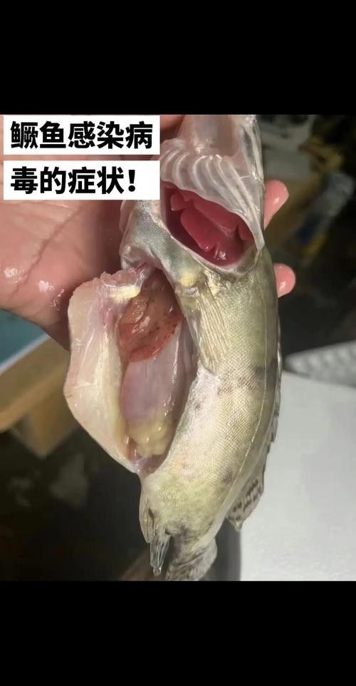 容易感染龍線蟲的人群，如何預防龍線蟲感染風險較高，哪些人容易感染龍線蟲？