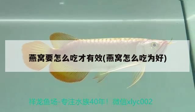 紅龍魚多長時間能發色啊視頻教程（紅龍不發色怎么辦）（紅龍魚多長時間發色啊視頻教程（紅龍不發色怎么辦））
