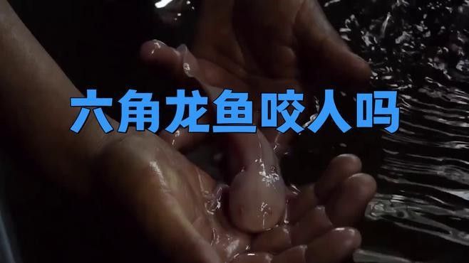 六角恐龍魚會咬人嗎（六角恐龍魚會咬人嗎六角恐龍魚咬人會中毒嗎）