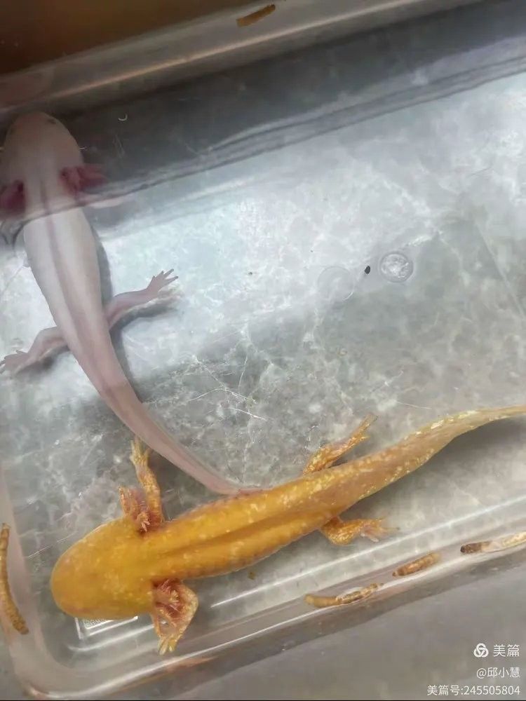 林園持有金龍魚的倉位占比是多少？（園持有金龍魚的倉位占比是林園持有金龍魚的倉位占比為1%）