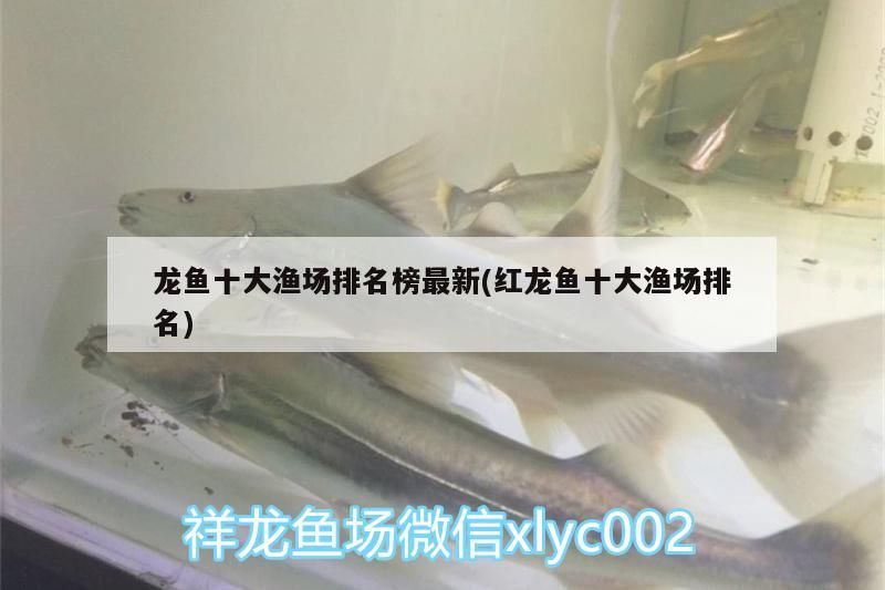龍魚十大漁場排名榜最新(紅龍魚十大漁場排名)
