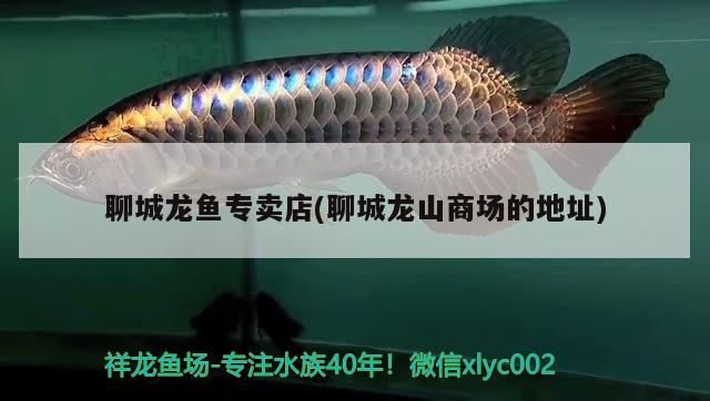 聊城龍魚專賣店(聊城龍山商場的地址)（聊城龍魚專賣店）