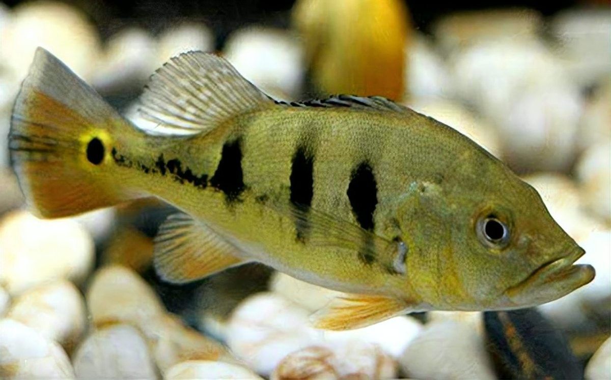 推薦一些與巴西亞魚混養的龍魚品種（如何與巴西亞魚混養龍魚？）