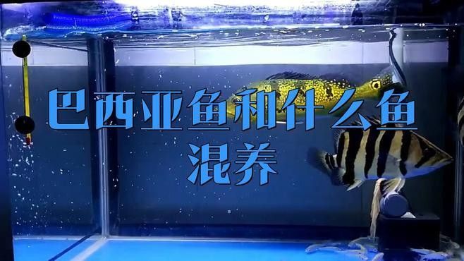 推薦一些與巴西亞魚混養的龍魚品種（如何與巴西亞魚混養龍魚？）
