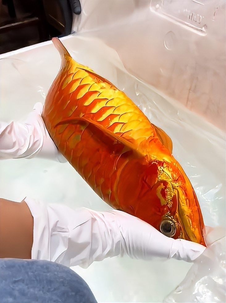 龍魚手術費用大概是多少