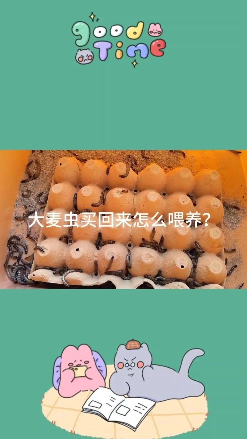 如何飼養面包蟲和大麥蟲？（面包蟲和大麥蟲哪個更有營養面包蟲和大麥蟲哪個更有營養）