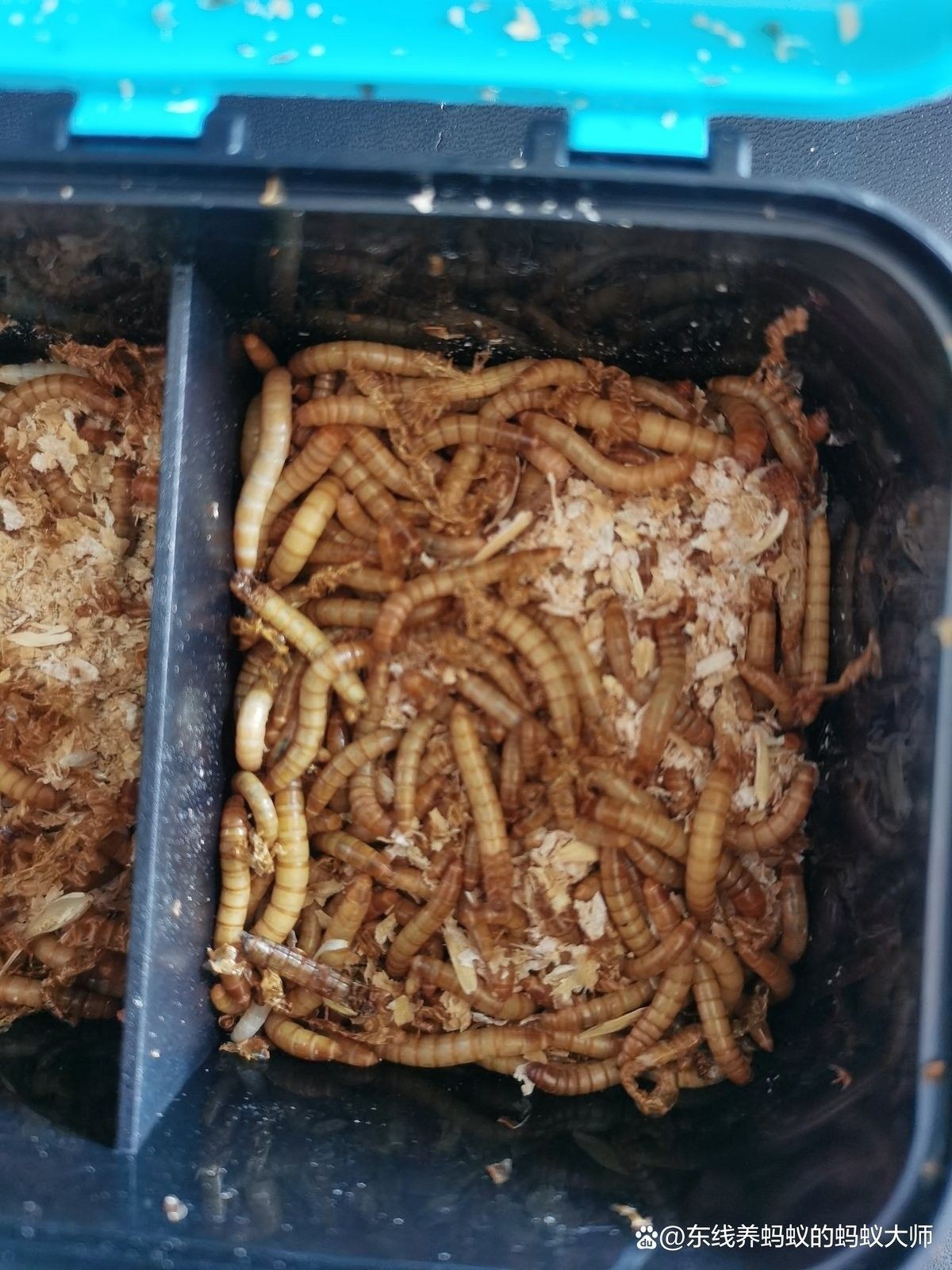 如何飼養面包蟲和大麥蟲？（面包蟲和大麥蟲哪個更有營養面包蟲和大麥蟲哪個更有營養）