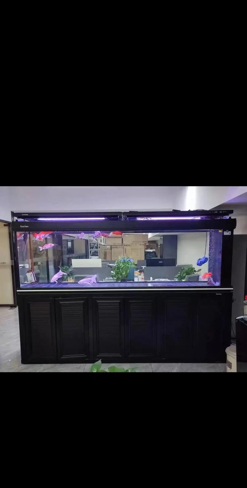 龍魚魚缸推薦品牌（龍魚魚缸品牌及其特點盤點龍魚魚缸品牌及產(chǎn)品特點）
