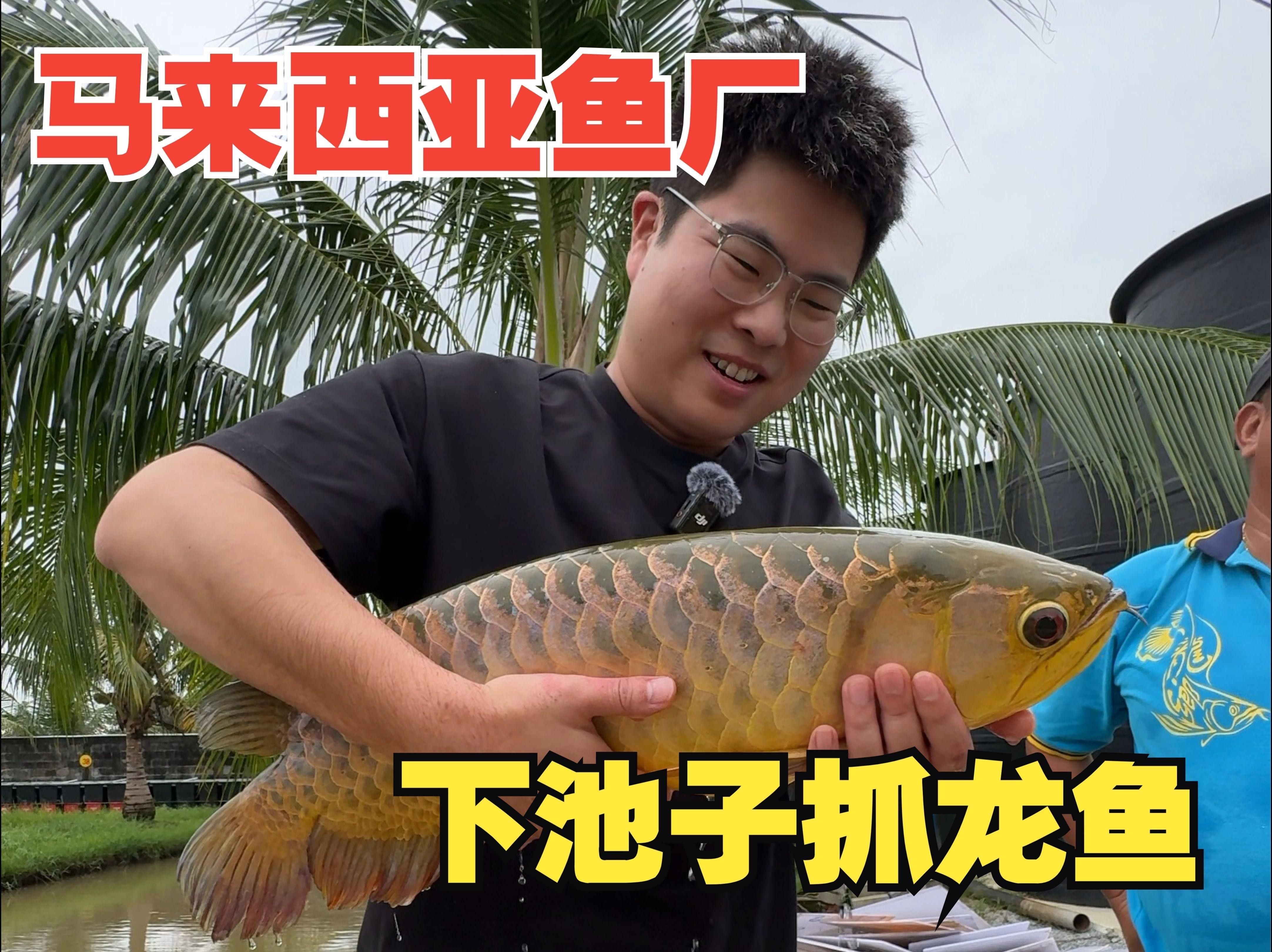 大城龍魚（聽魚場老板揭秘大城龍魚價(jià)格內(nèi)幕）