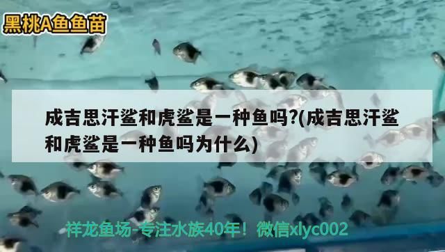 成吉思汗鯊和虎鯊是一種魚嗎?(成吉思汗鯊和虎鯊是一種魚嗎為什么)（成吉思汗鯊和成吉思汗鯊和成吉思汗鯊和成吉思汗鯊有什么區別）