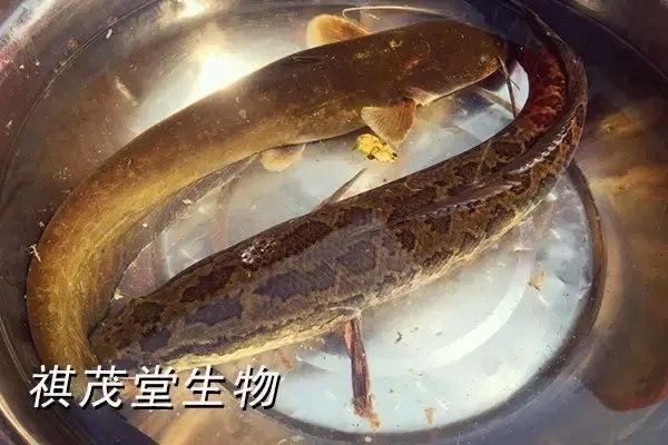 龍魚鱗黑復發有哪些癥狀（如何預防龍魚鱗黑復發？）