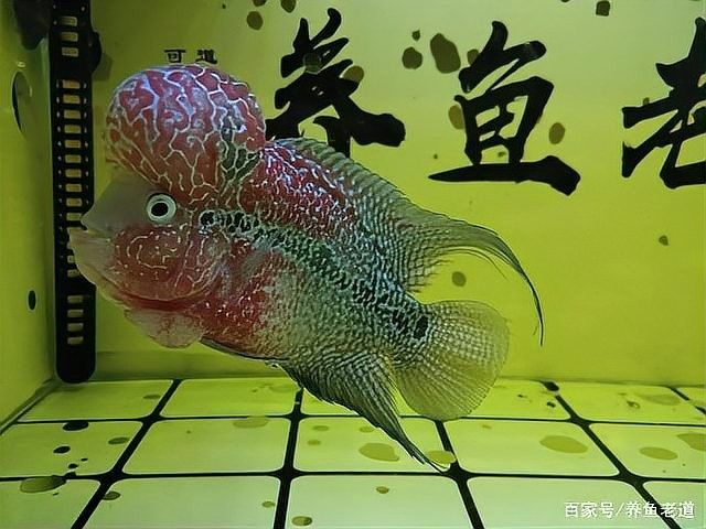 停食期間如何監(jiān)測(cè)水質(zhì)（停食期間如何監(jiān)測(cè)水質(zhì)？）