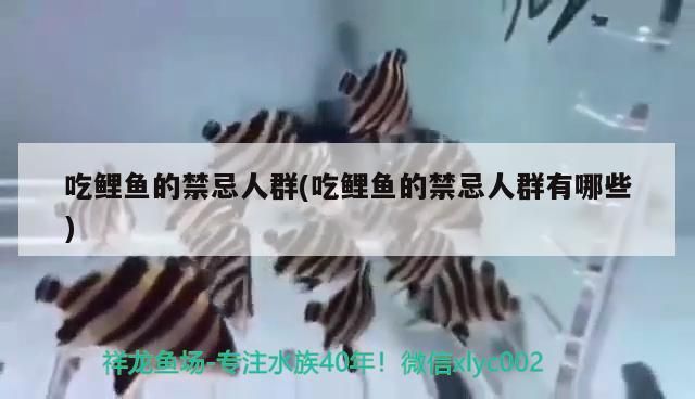 吃鯉魚的禁忌人群(吃鯉魚的禁忌人群有哪些)（吃鯉魚的禁忌人群）