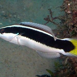 假龍魚在哪些水域分布較多？（假龍魚的釣魚技巧）