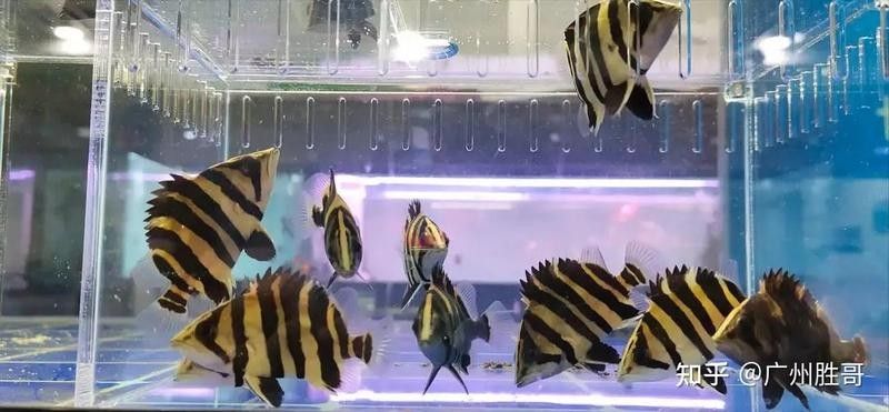 廣州有哪些賣金龍魚的地方（廣州賣金龍魚的幾個地方） 廣州有哪些賣金龍魚的地方（廣州賣金龍魚的幾個地方） 龍魚百科 第11張