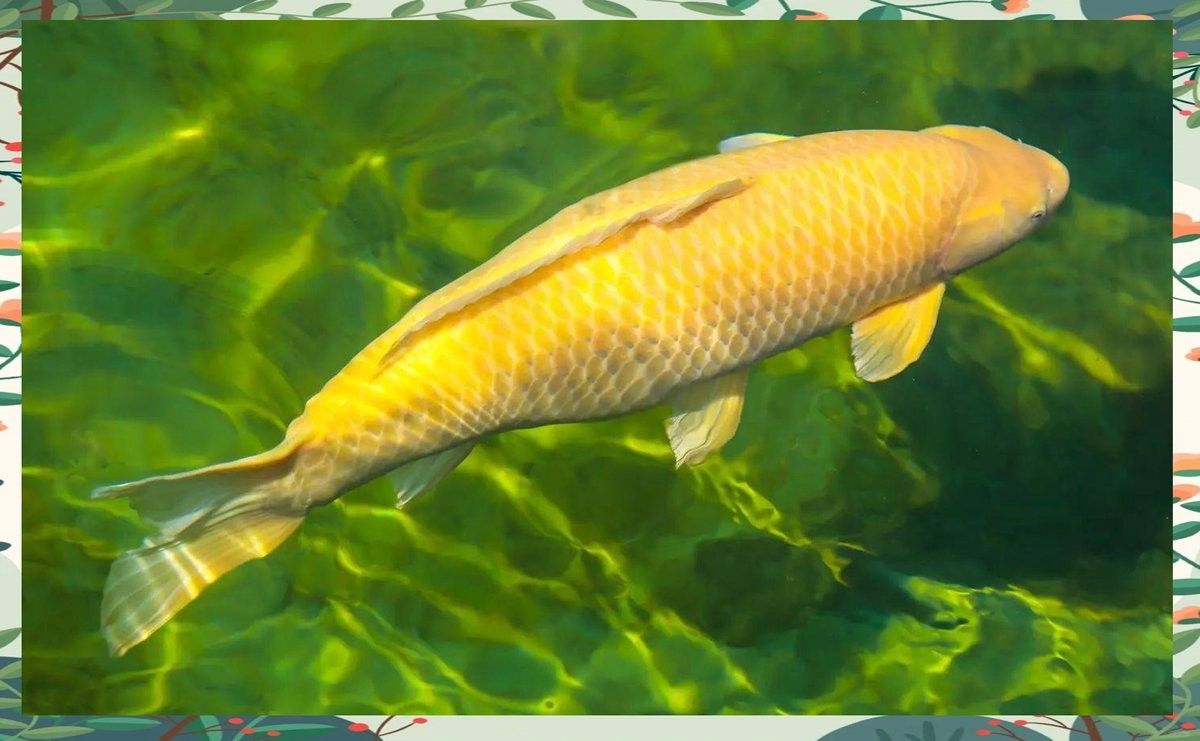 如何自己安裝龍魚缸？（老農(nóng)談三農(nóng)下過濾魚缸安裝教程）