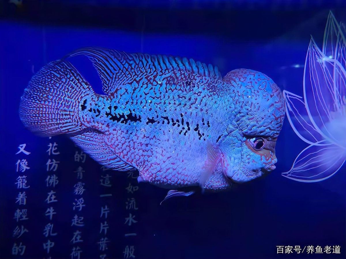 金龍魚翹尾會影響壽命嗎（金龍魚翹尾會影響壽命嗎金龍魚翹尾會影響壽命嗎）