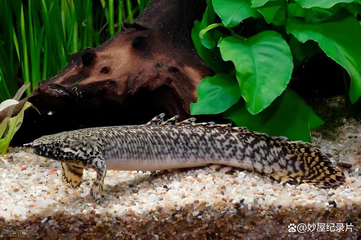 恐龍魚需要多大的魚缸？（恐龍魚的飼養方法）