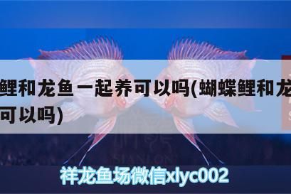 蝴蝶鯉和龍魚一起養可以嗎(蝴蝶鯉和龍魚一起養可以嗎)（蝴蝶鯉和龍魚一起養可以嗎）