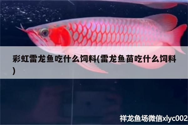 彩虹雷龍魚吃什么飼料(雷龍魚苗吃什么飼料)（七彩雷龍魚養(yǎng)殖七彩虹雷龍魚好養(yǎng)嗎，七彩雷龍魚怎么養(yǎng)）