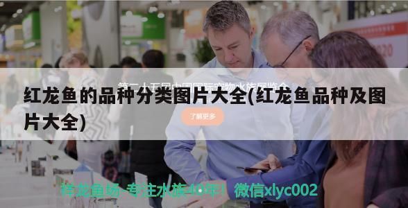 紅龍魚的品種分類圖片大全(紅龍魚品種及圖片大全)（紅龍魚品種分類圖片大全）