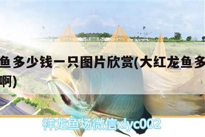 紅龍魚(yú)多少錢(qián)一只圖片欣賞(大紅龍魚(yú)多少錢(qián)一斤啊)（紅龍魚(yú)多少錢(qián)一只圖片欣賞）