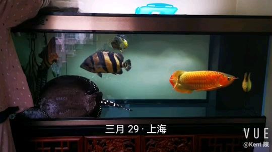 紅龍咚咚 日常喂食 3月29日（紅龍咚咚日常喂食的重要性，魚友群有人說換水不洗棉，洗棉不換水）