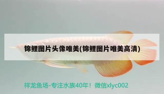 錦鯉圖片頭像唯美(錦鯉圖片唯美高清)（錦鯉圖片頭像唯美）