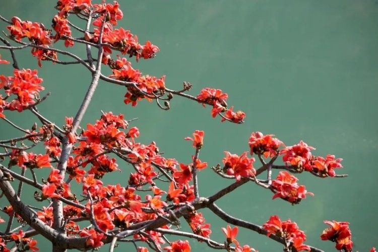攀枝花船上吃魚的地方（創(chuàng)建天府旅游名縣丨攀枝花開紅艷艷“火紅”的二灘等您賞） 攀枝花船上吃魚的地方（創(chuàng)建天府旅游名縣丨攀枝花開紅艷艷“火紅”的二灘等您賞） 觀賞魚百科 第4張