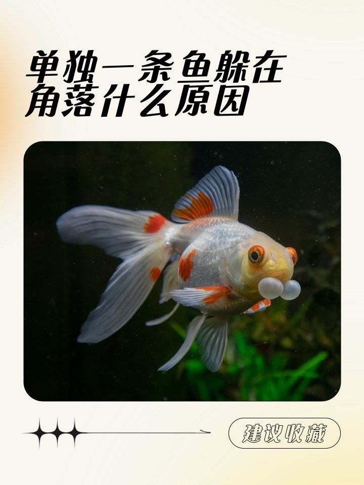金龍魚躲角多久算正常（金龍魚為什么會(huì)躲在角落？）