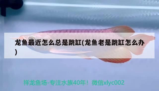 龍魚最近怎么總是跳缸(龍魚老是跳缸怎么辦)（龍魚最近怎么總是跳缸） 龍魚最近怎么總是跳缸(龍魚老是跳缸怎么辦)（龍魚最近怎么總是跳缸） 觀賞魚百科