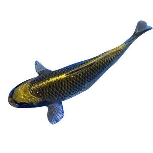 哪種雷龍魚最漂亮(哪個雷龍魚好看)（哪種雷龍最漂亮）