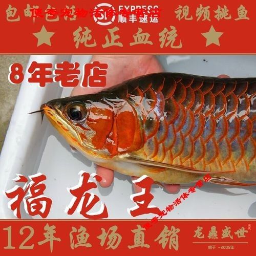 福龍魚多少錢一條（福龍魚價格大揭秘，）
