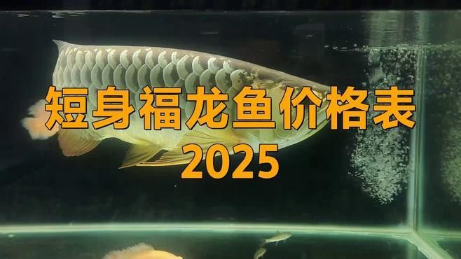 福龍魚多少錢一條（福龍魚價格大揭秘，）