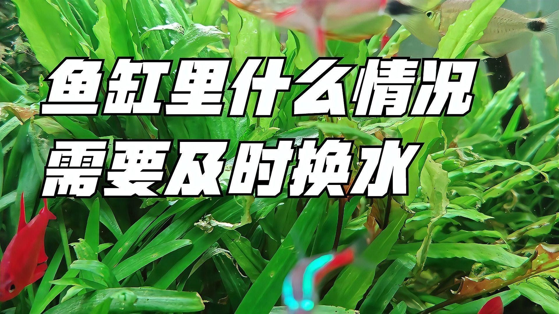 如何判斷是否需要緊急換水（如何判斷魚缸是否需要緊急換水）