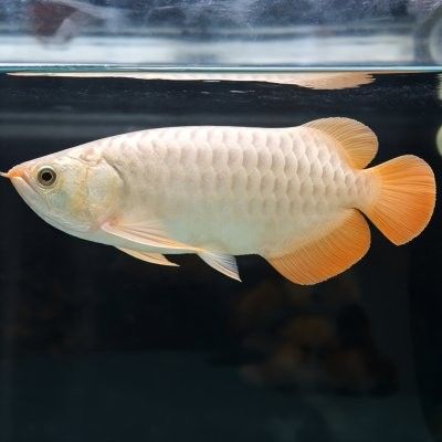金龍魚起白毛多久會死？（金龍魚起白毛多久會死，）