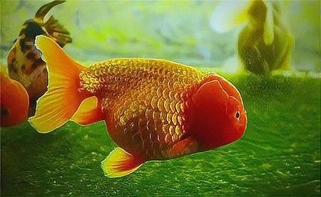 金龍魚起白毛多久會死？（金龍魚起白毛多久會死，）