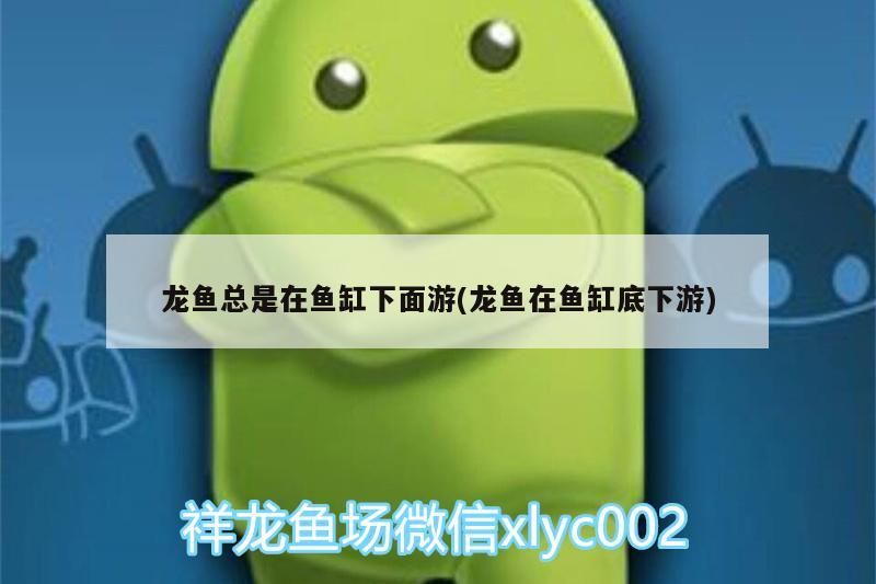 龍魚總是在魚缸下面游(龍魚在魚缸底下游)（龍魚總是在魚缸下游）